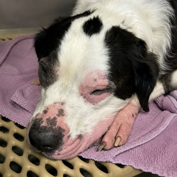 Read This Before Your Next Vet Bill