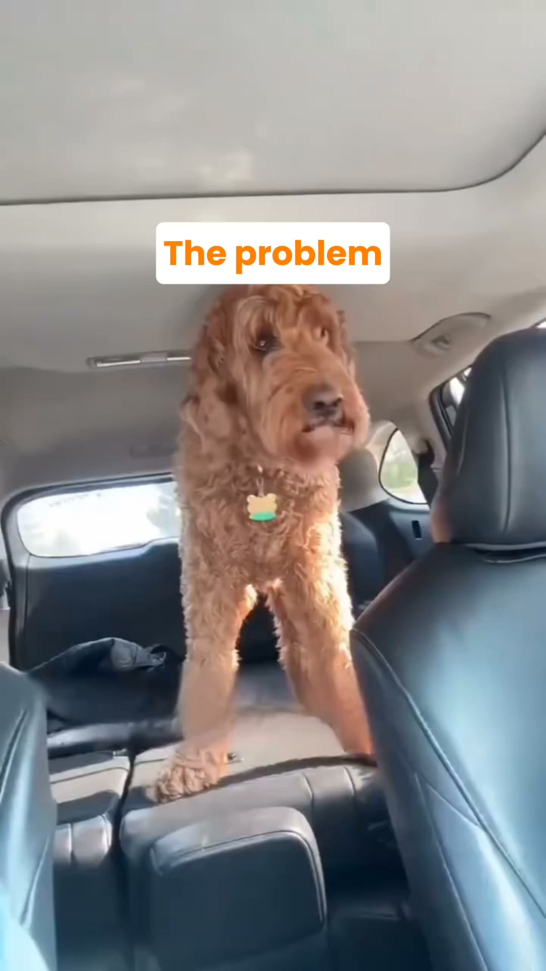 Pawlow Hard Bottom Seat Cover