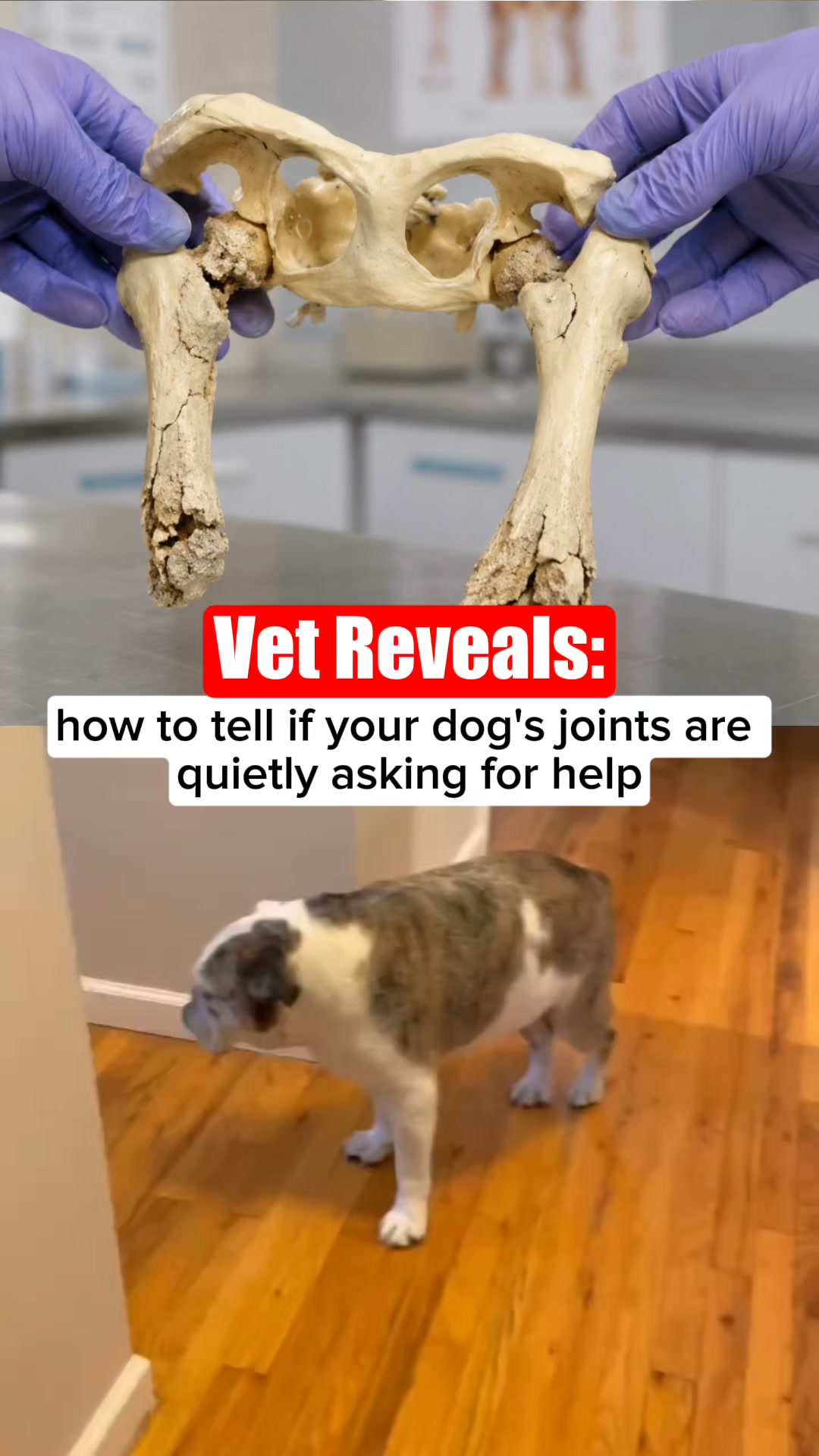 Help your dog move freely again