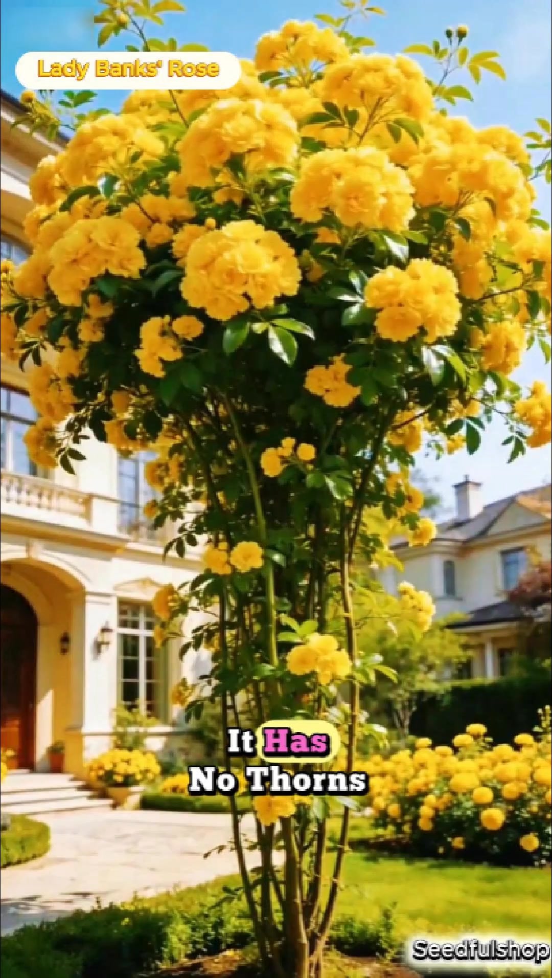 Yellow Lady Banks' Rose – The Golden Waterfall of Blooms