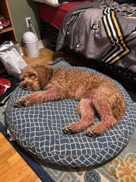 Read this if nothing is stopping your dog's itches.