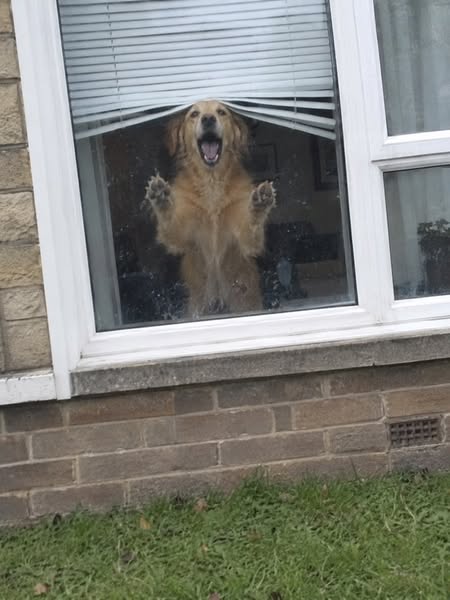 How To Fix Your Dog's Reactivity