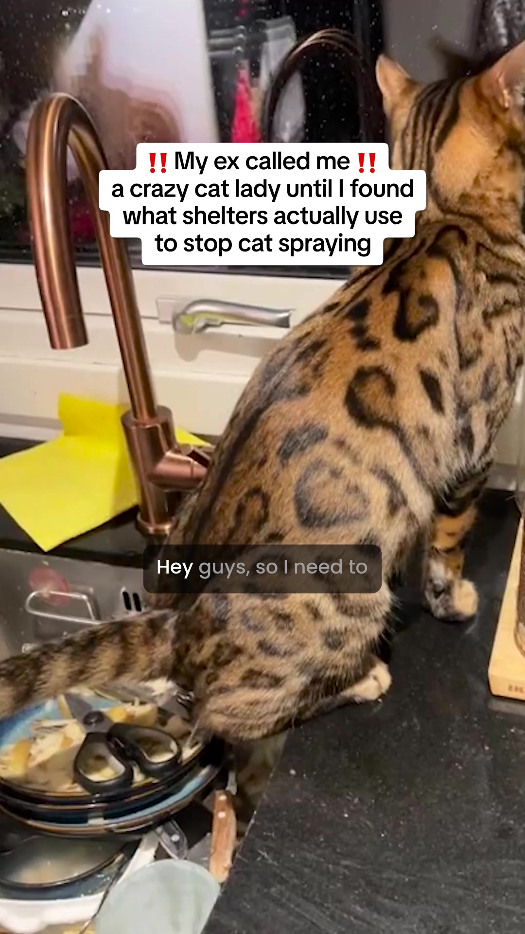 Trusted By Vets. Loved By Cat Owners.