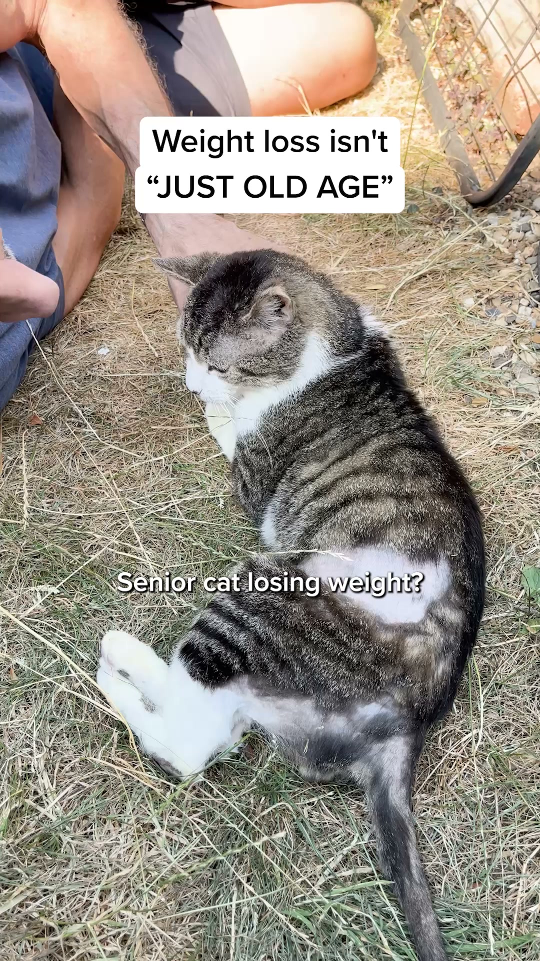 100% fresh meat for healthy cats