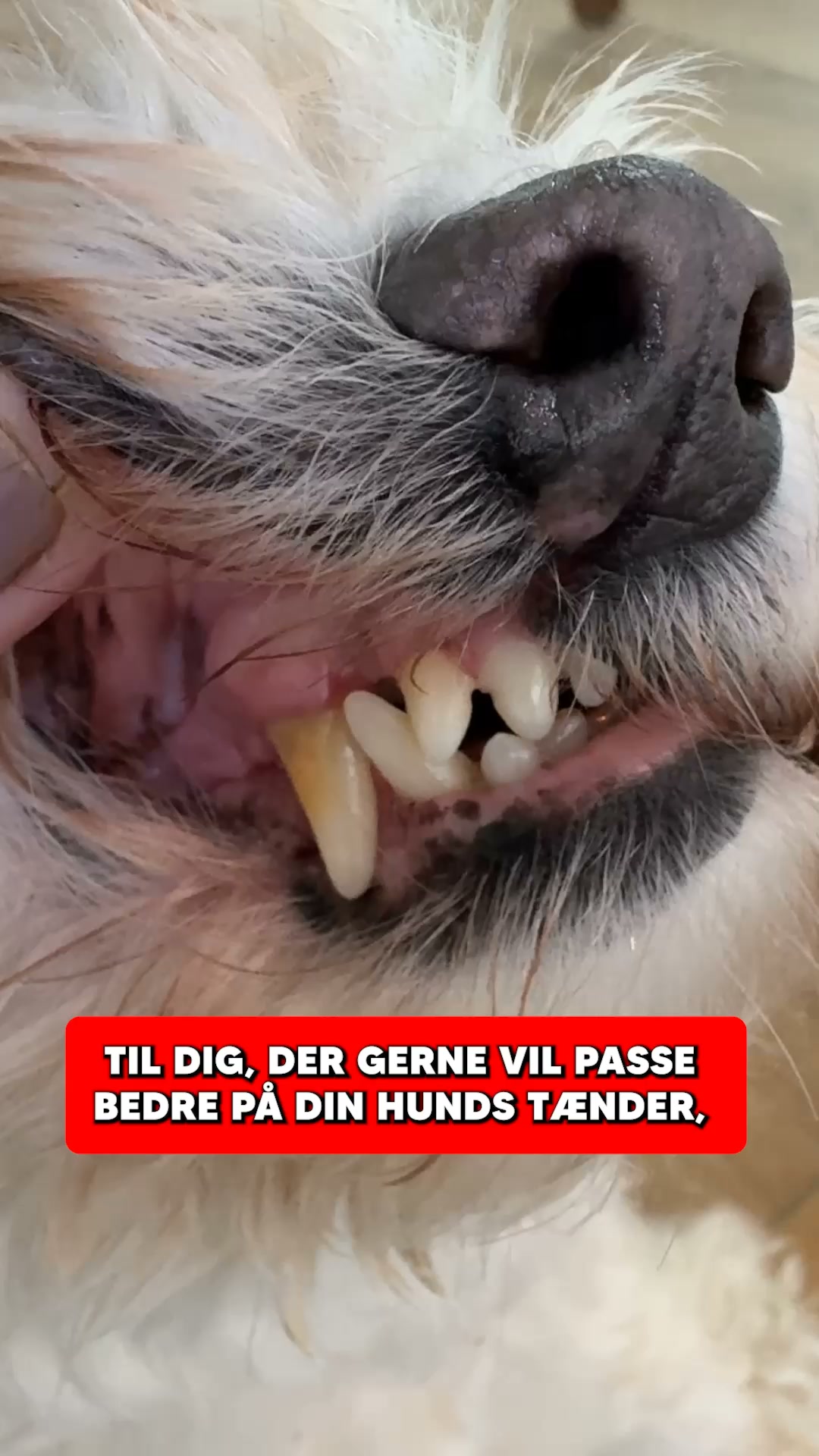 Støt Din Hunds Tænder og Tandkød