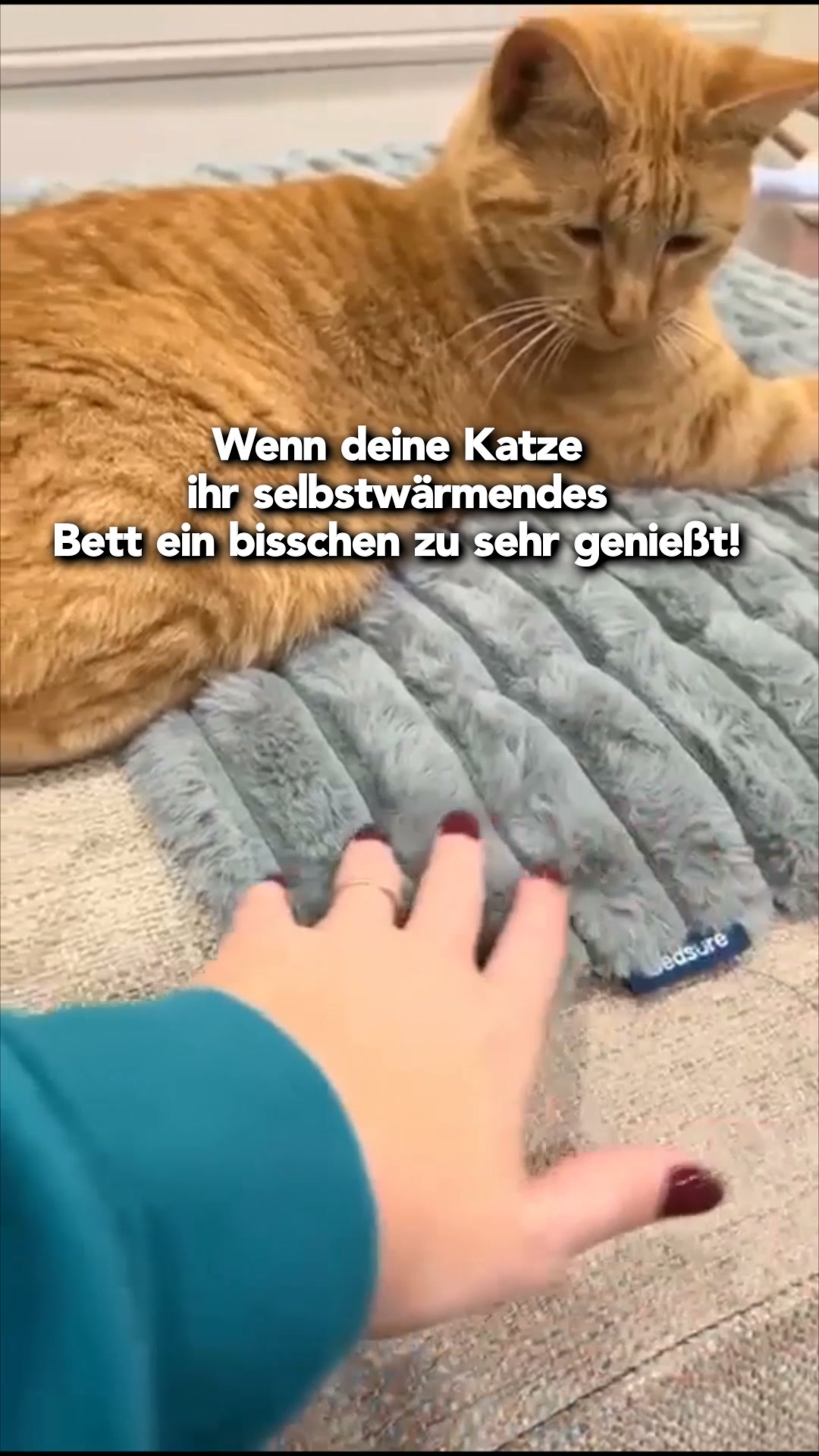 #1 Katzen Wärmeplatz