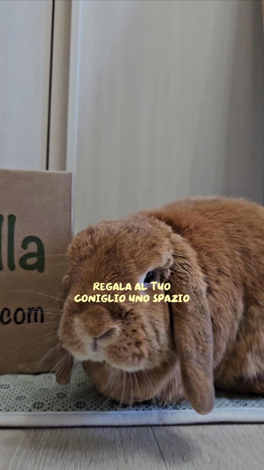 Scopri Petzolla