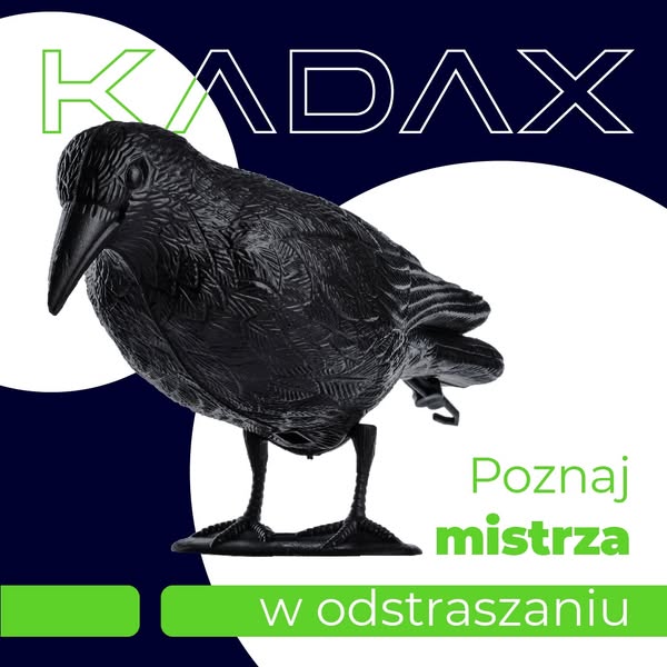 Czarny kruk na szpaki i ptaki
