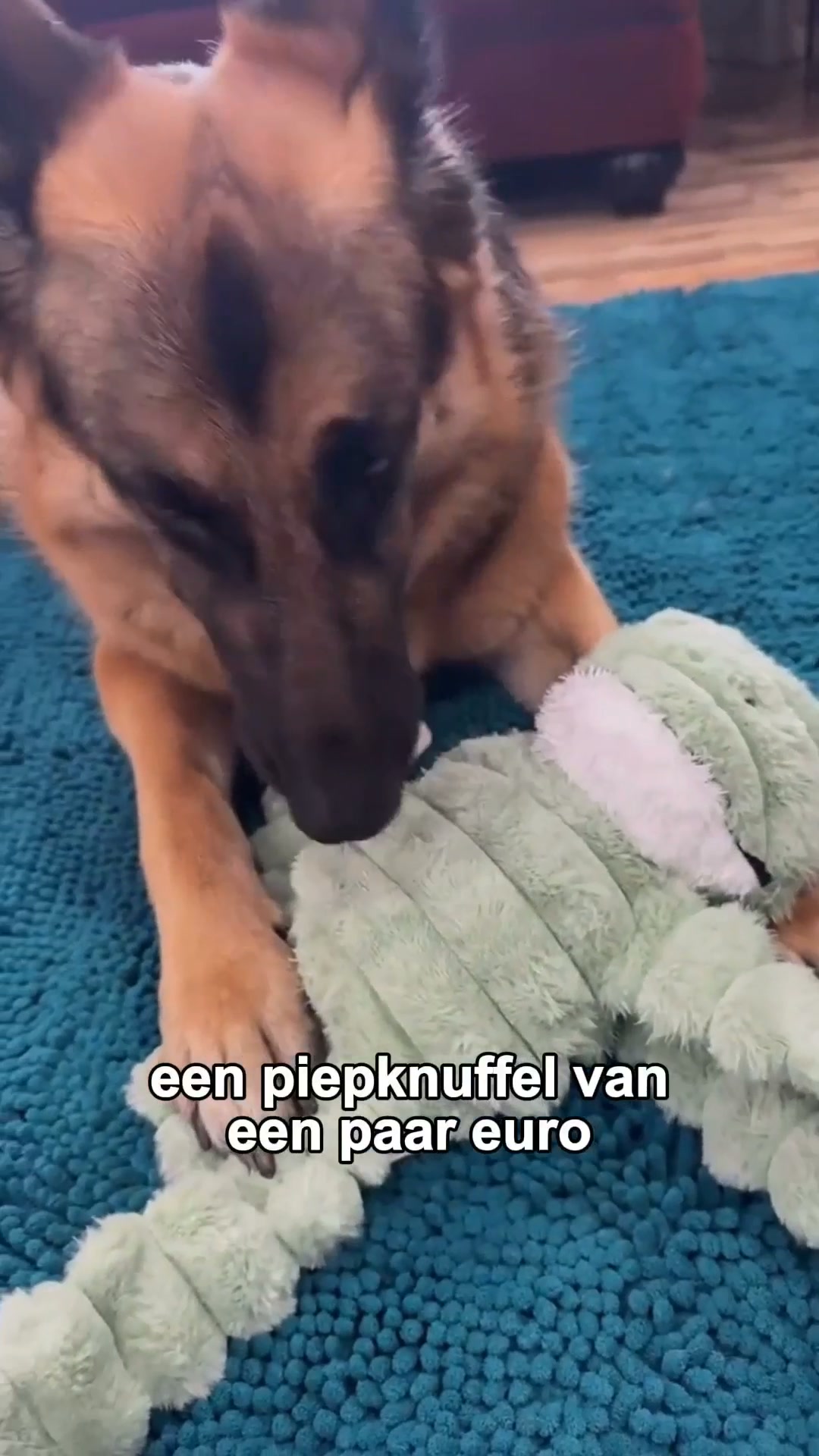 Zijn nieuwe favoriete maatje
