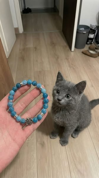 Help Us Save Cats