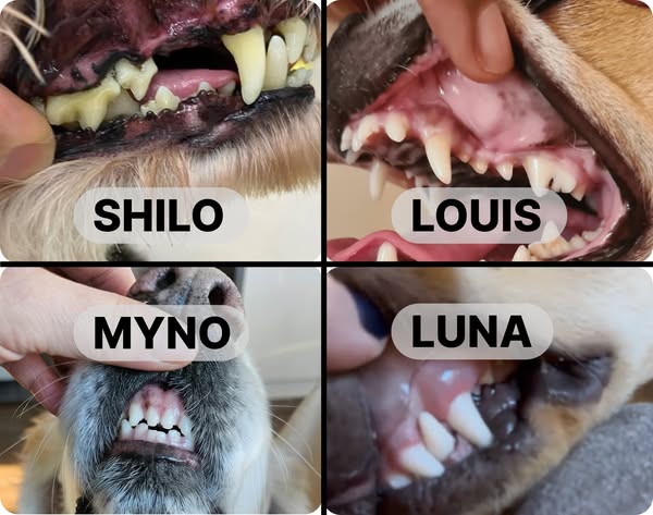 Kijk wat 4 weken Bobiotics doet met het gebit van je hond