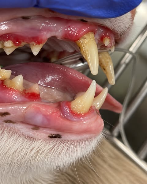 Son haleine vous fait reculer quand il bâille ?