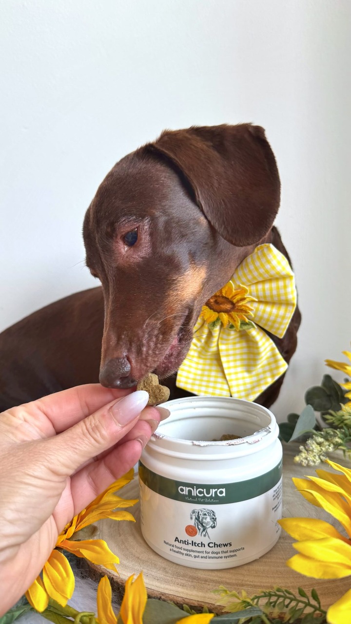 Anúncio de Anicura Natural Pet Solutions