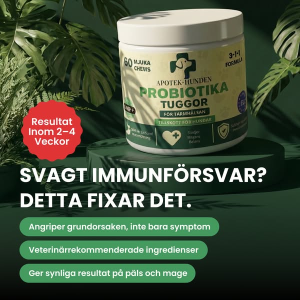 Probiotika Som Löser Din Hunds Mag-, Hud- & Energiproblem