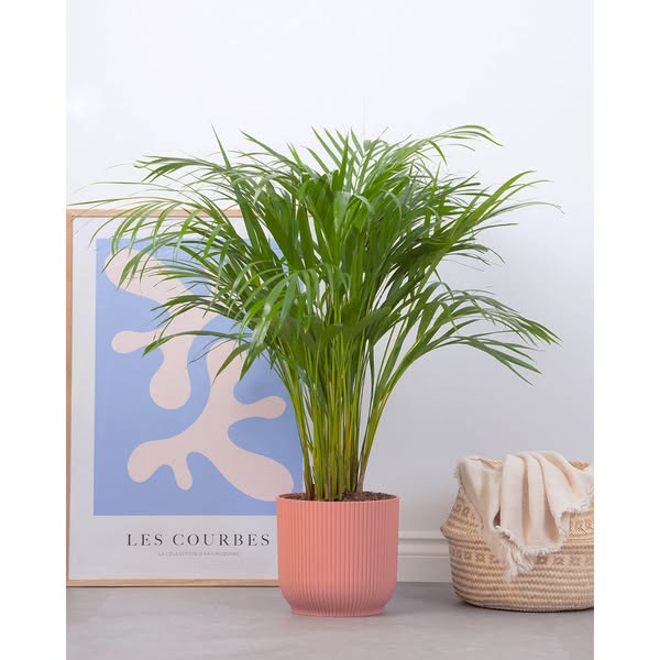 Areca Palm