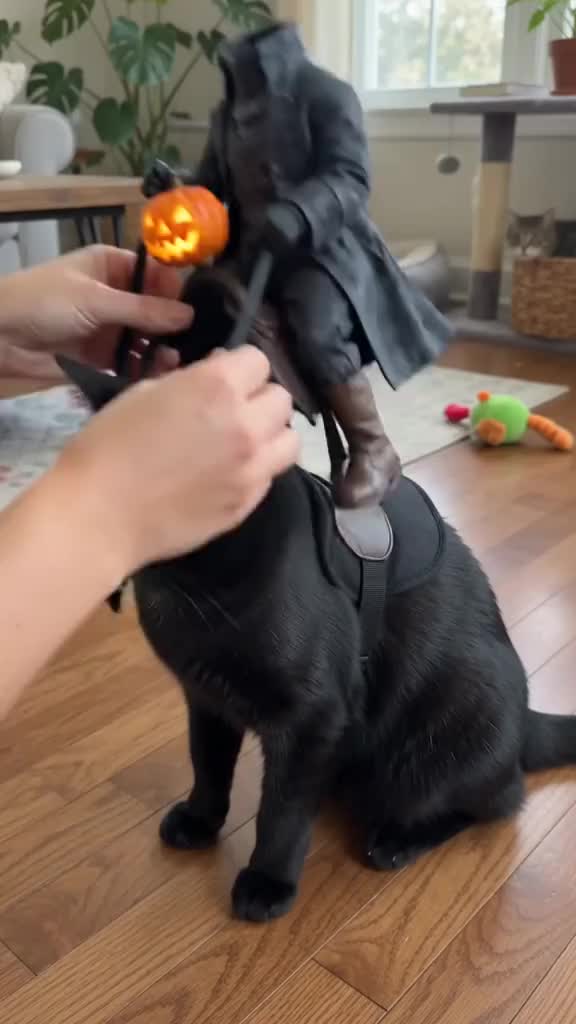 Headless Horseman Cat Costume