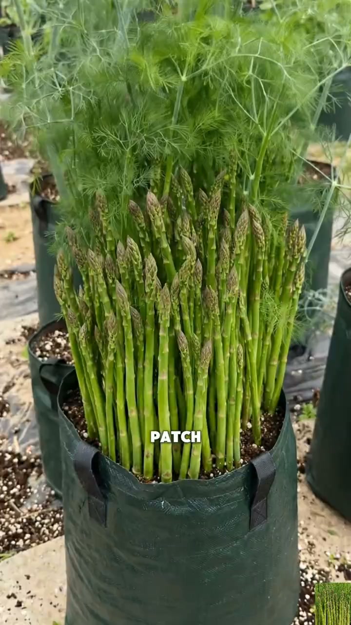 Anúncio de Pureseedling.garden