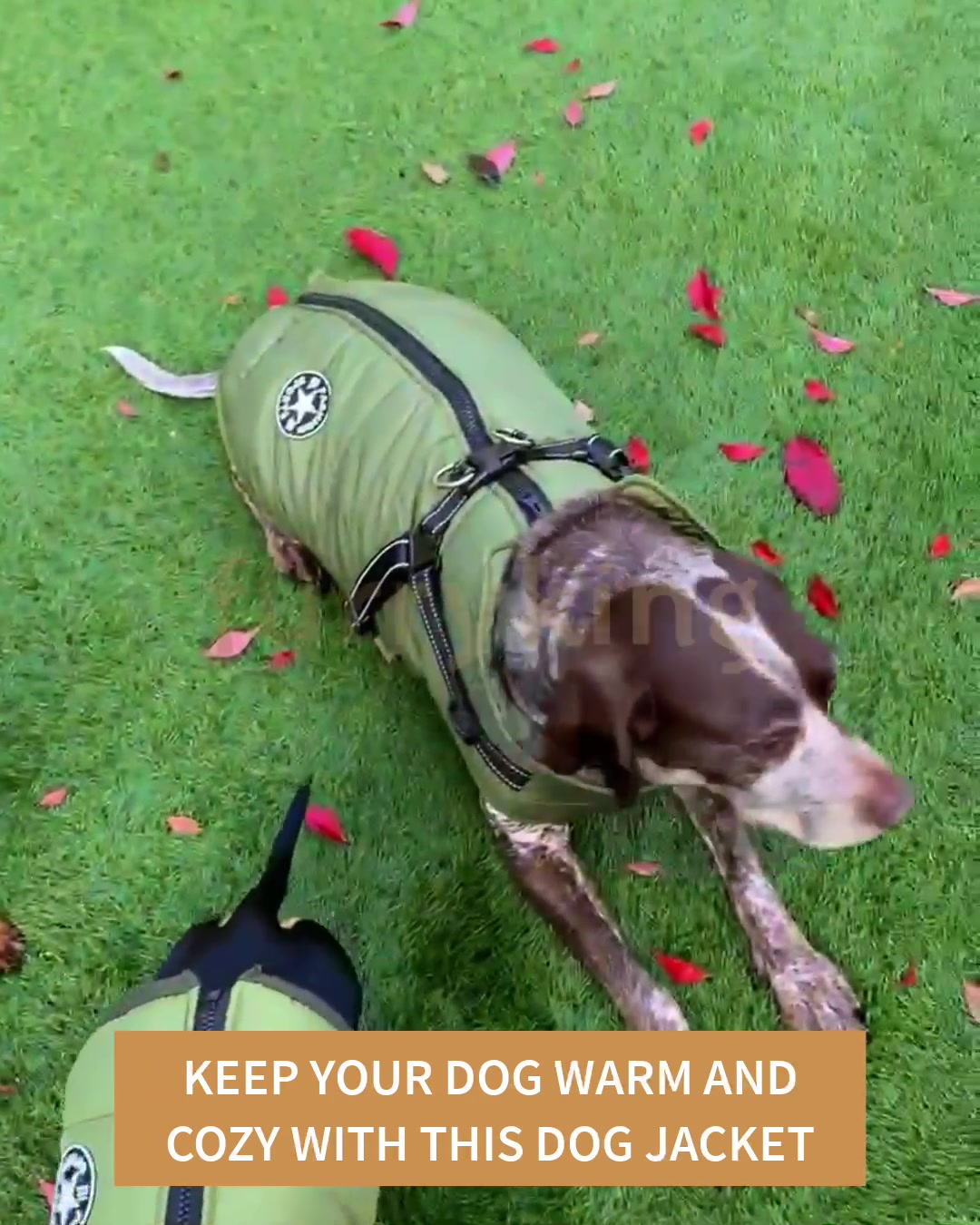 50%OFF Dog coats