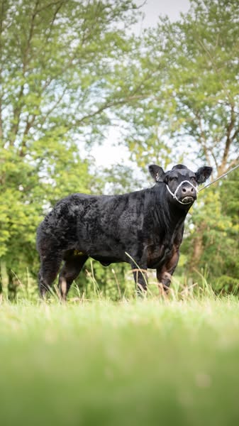 Win Lola The Show Heifer