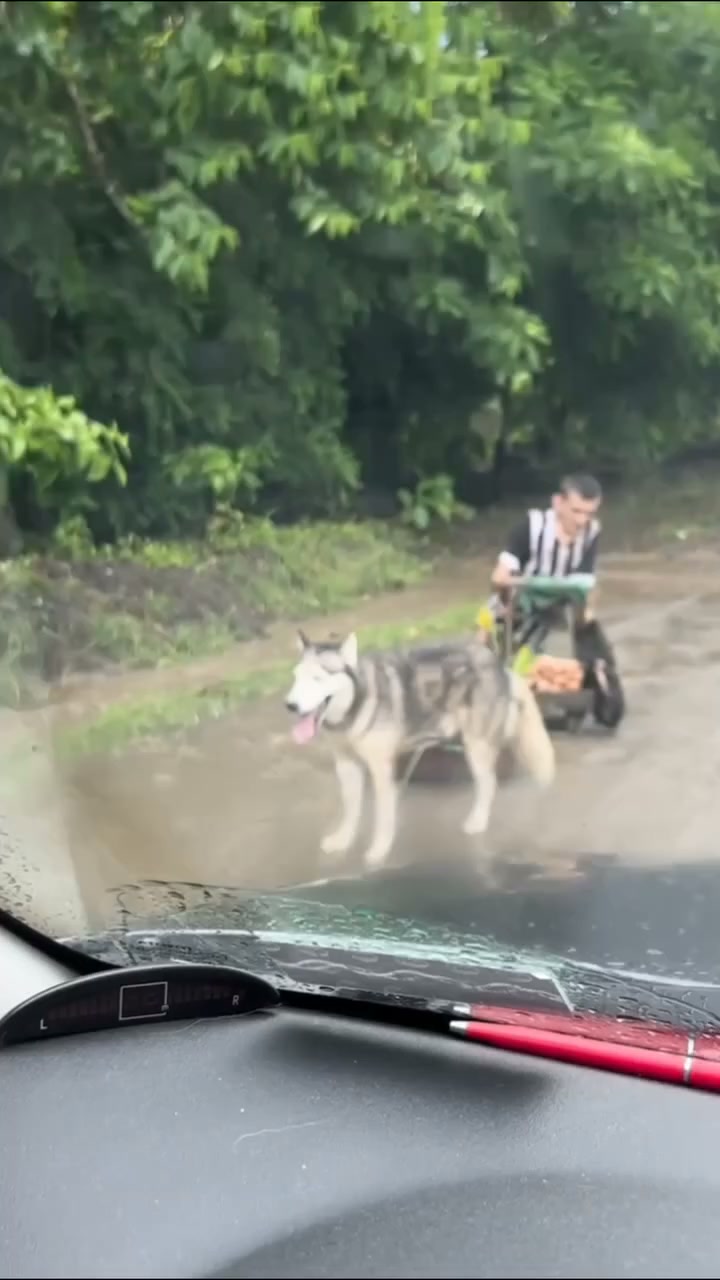 Help Goyito Walk Again