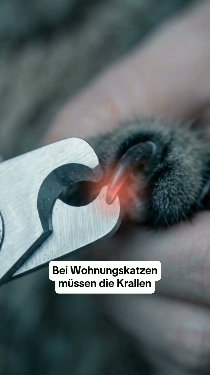 Über 2.500 verkaufte Exemplare