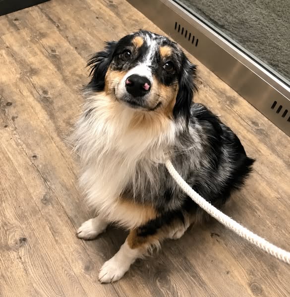 Lies das, um deinen Hund zu schützen