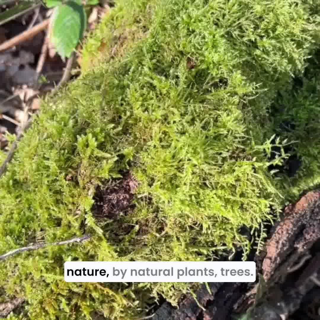 The Forest Collection