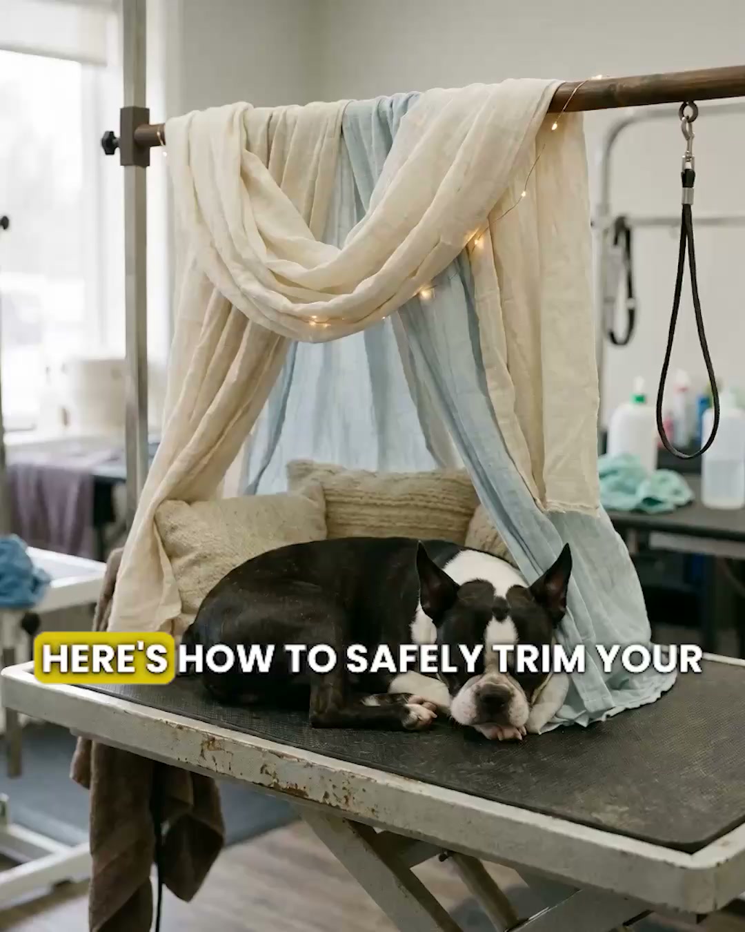 Stress-Free Nail Grooming for Your Dog!