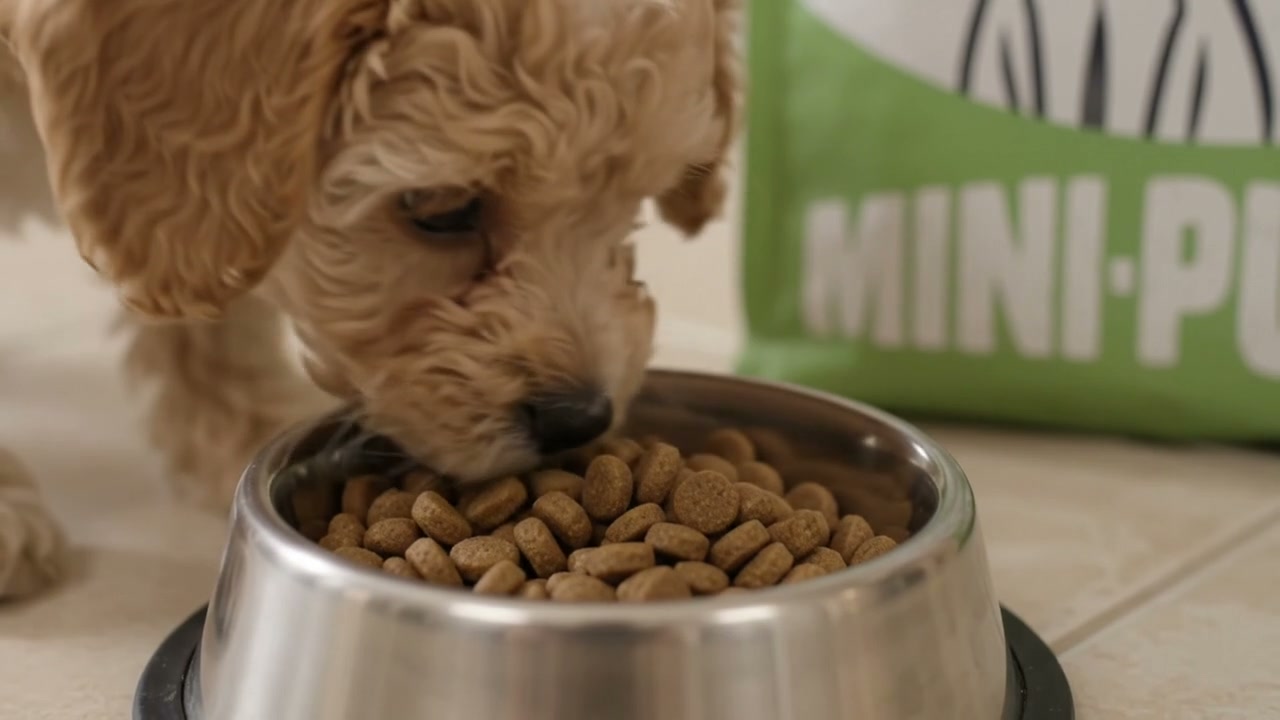 Mini/Puppy: pollo y cordero