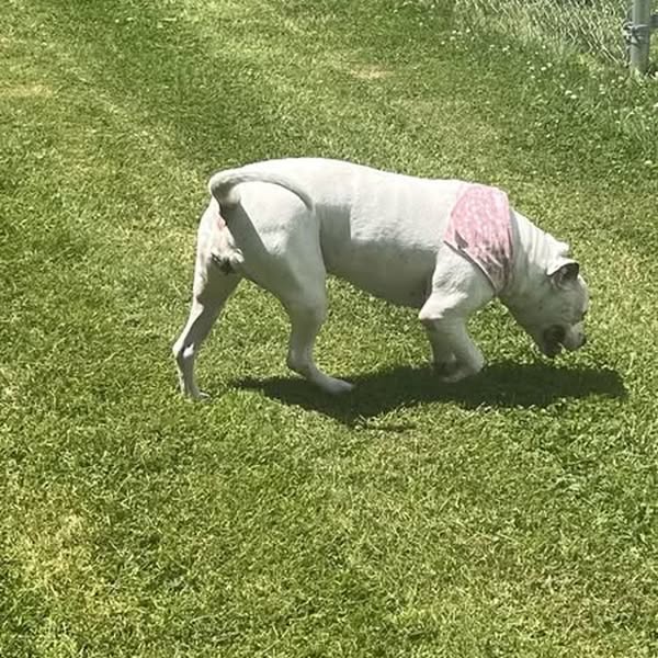 Pourquoi votre chien mange-t-il de l’herbe ?