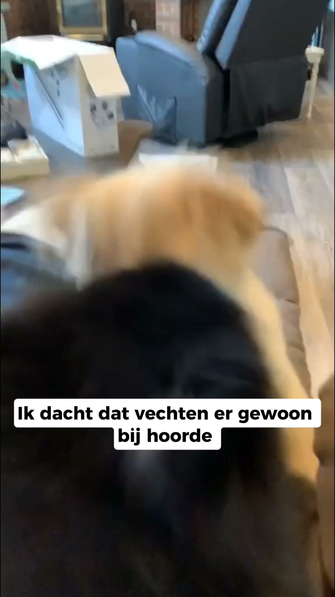 Bespaar nu 50% op Furrzie
