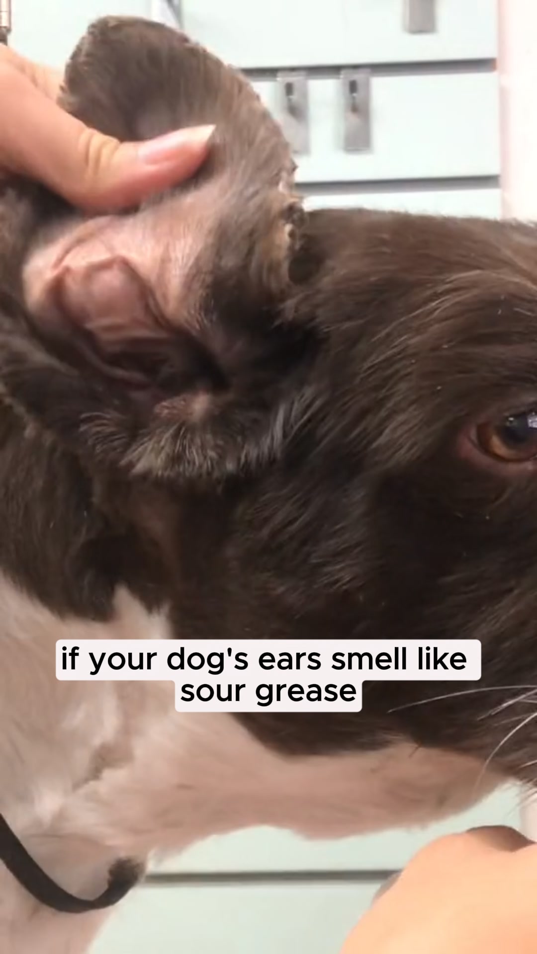 Vet-Recommended Itch Relief