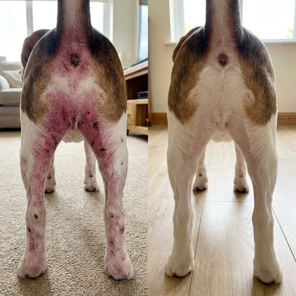 I discovered why European dogs have 73% fewer chronic skin flare-ups than domestic dogs