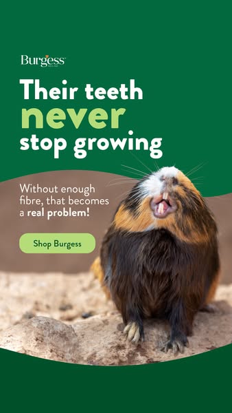 Healthy Piggies = Happy Popcorning!