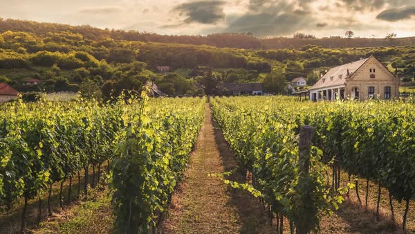 ¿Qué es un vino de pago?