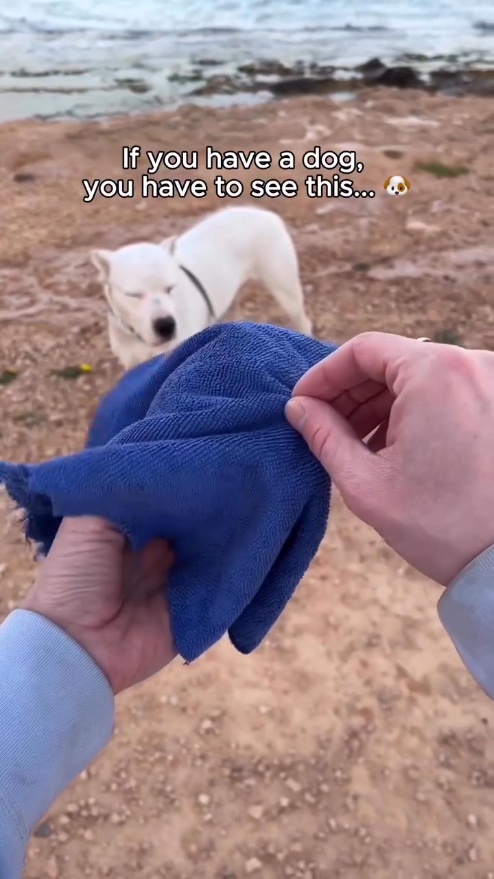 Good dog moms carry this on every walk.
