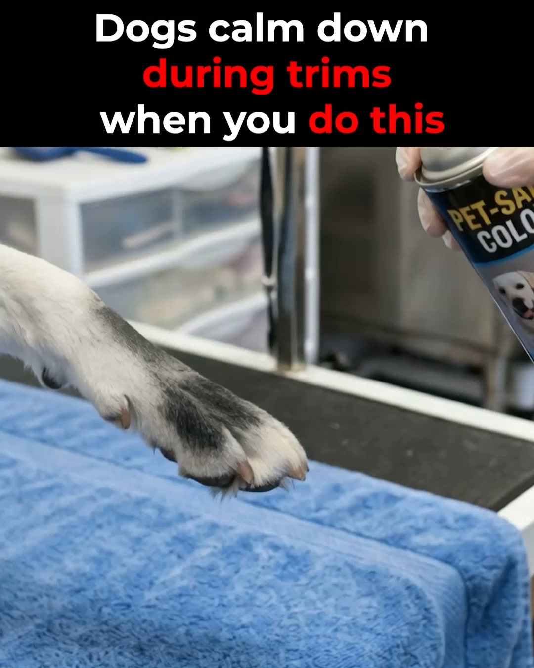 Stress-Free Nail Grooming for Your Dog!