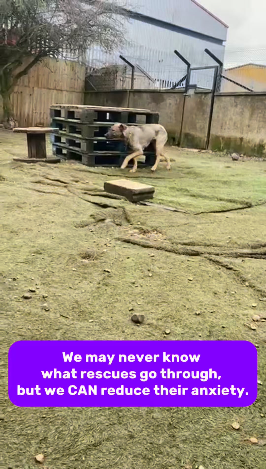 Daily Calm for Anxious Dogs