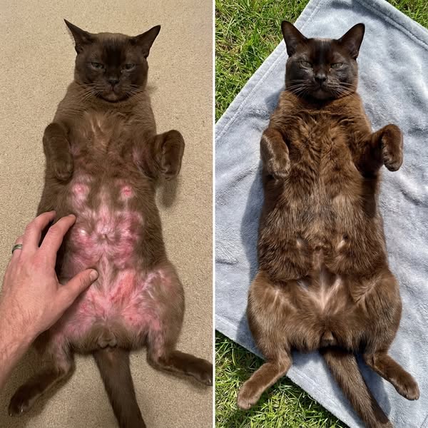 Rosie Died At 8. Cleo Started Doing The Same Thing