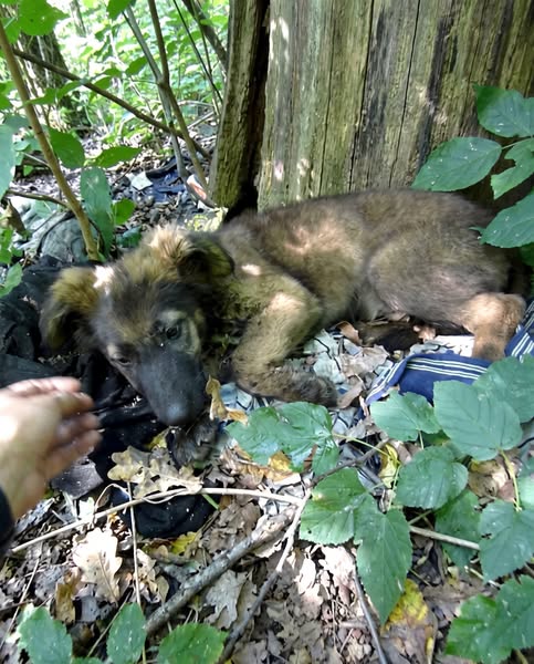 Der Hunde-Trinkbrunnen™ – Gesundheitspaket