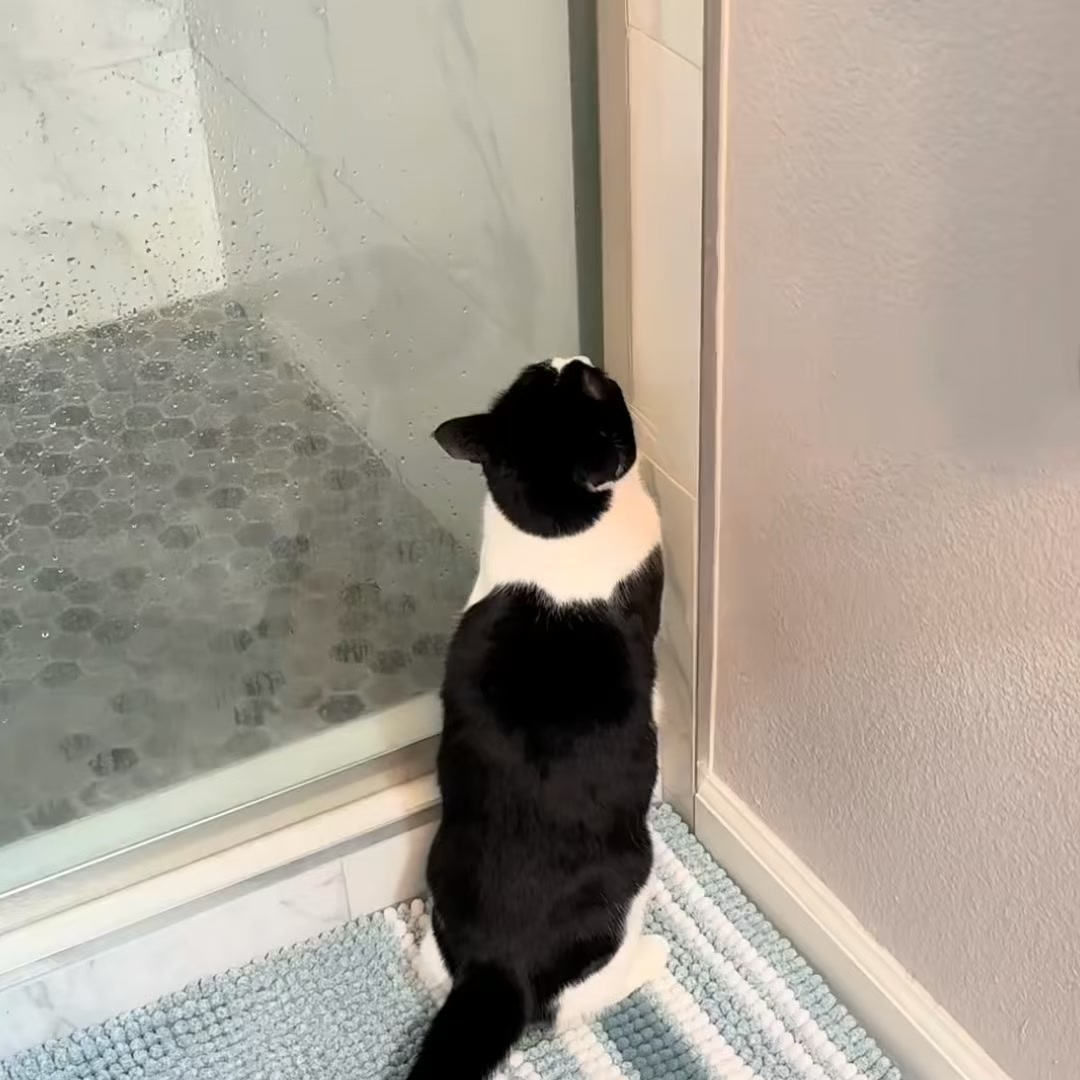 Anúncio de Catmist