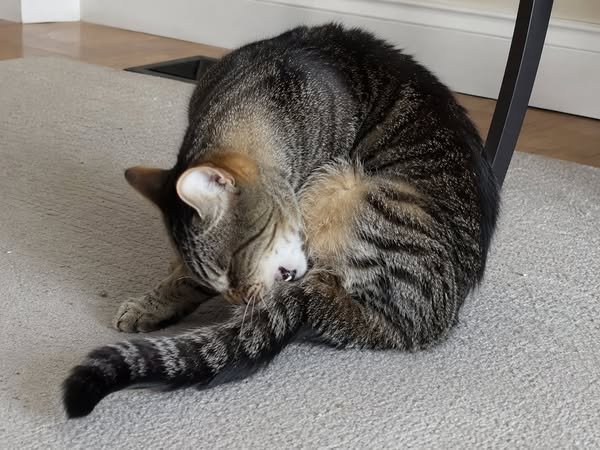 If you have cats, read this