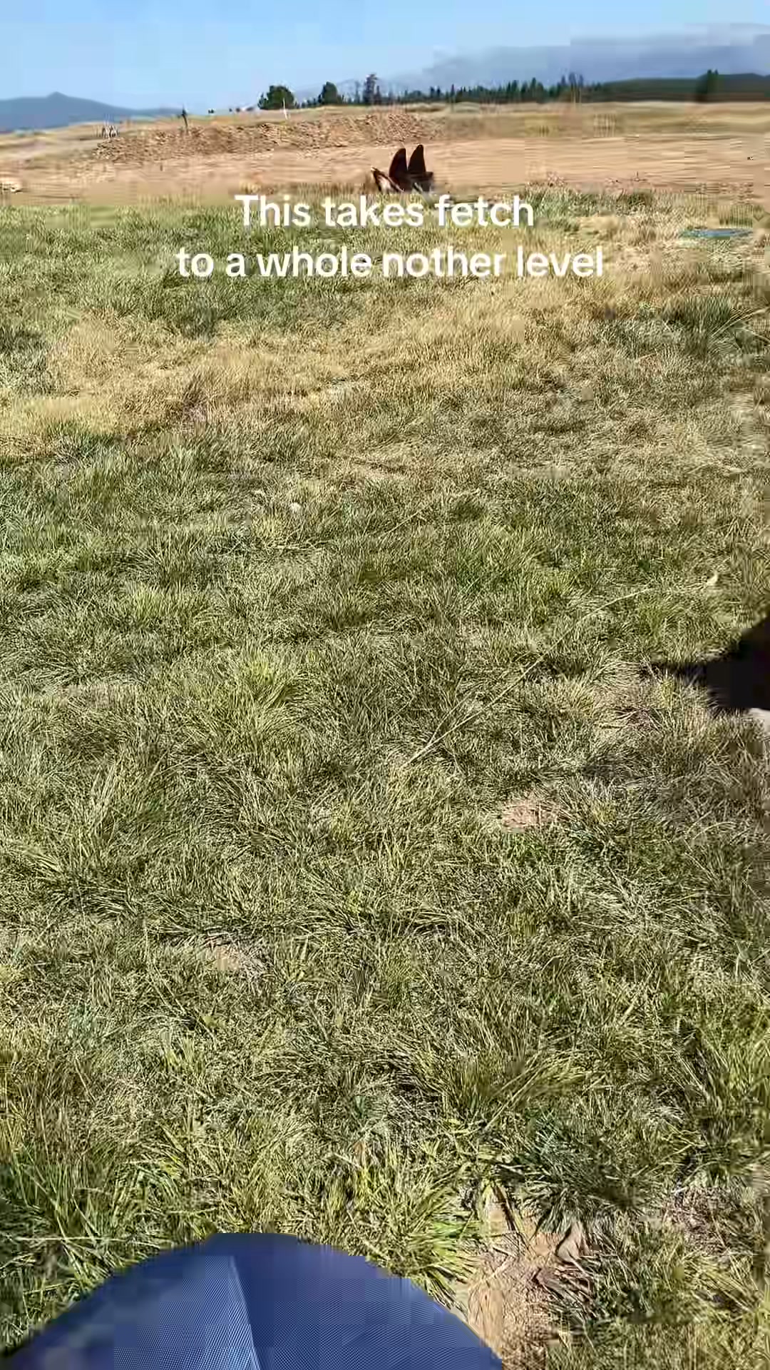 The One Thing Your Dog Actually Needs