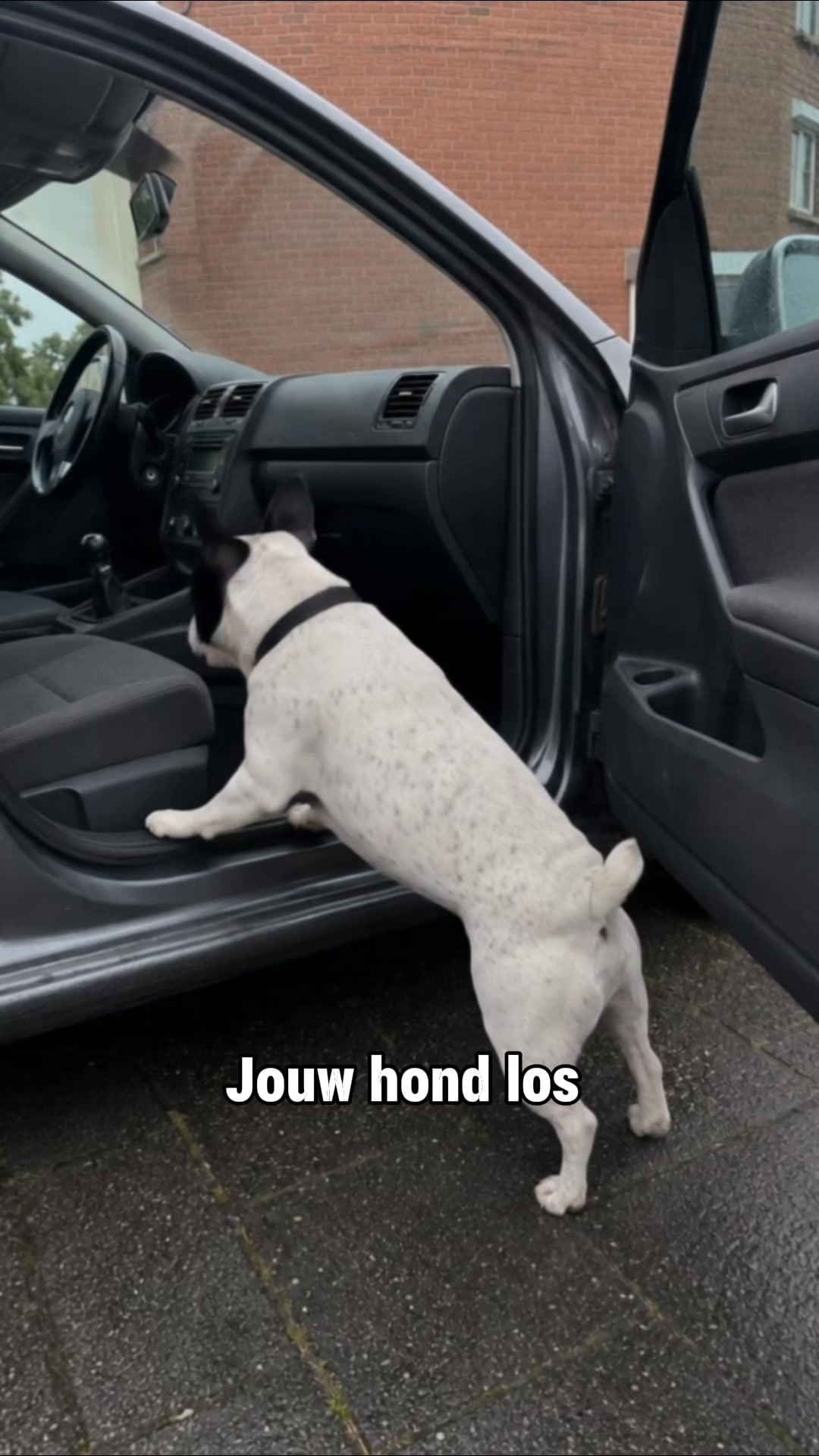 Houd je hond veilig onderweg
