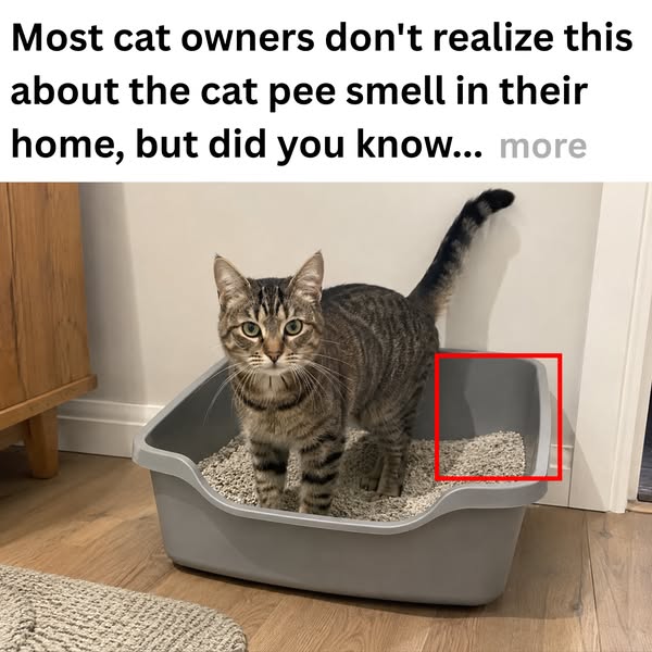 How I Got Rid of Litter Box Smell For Good