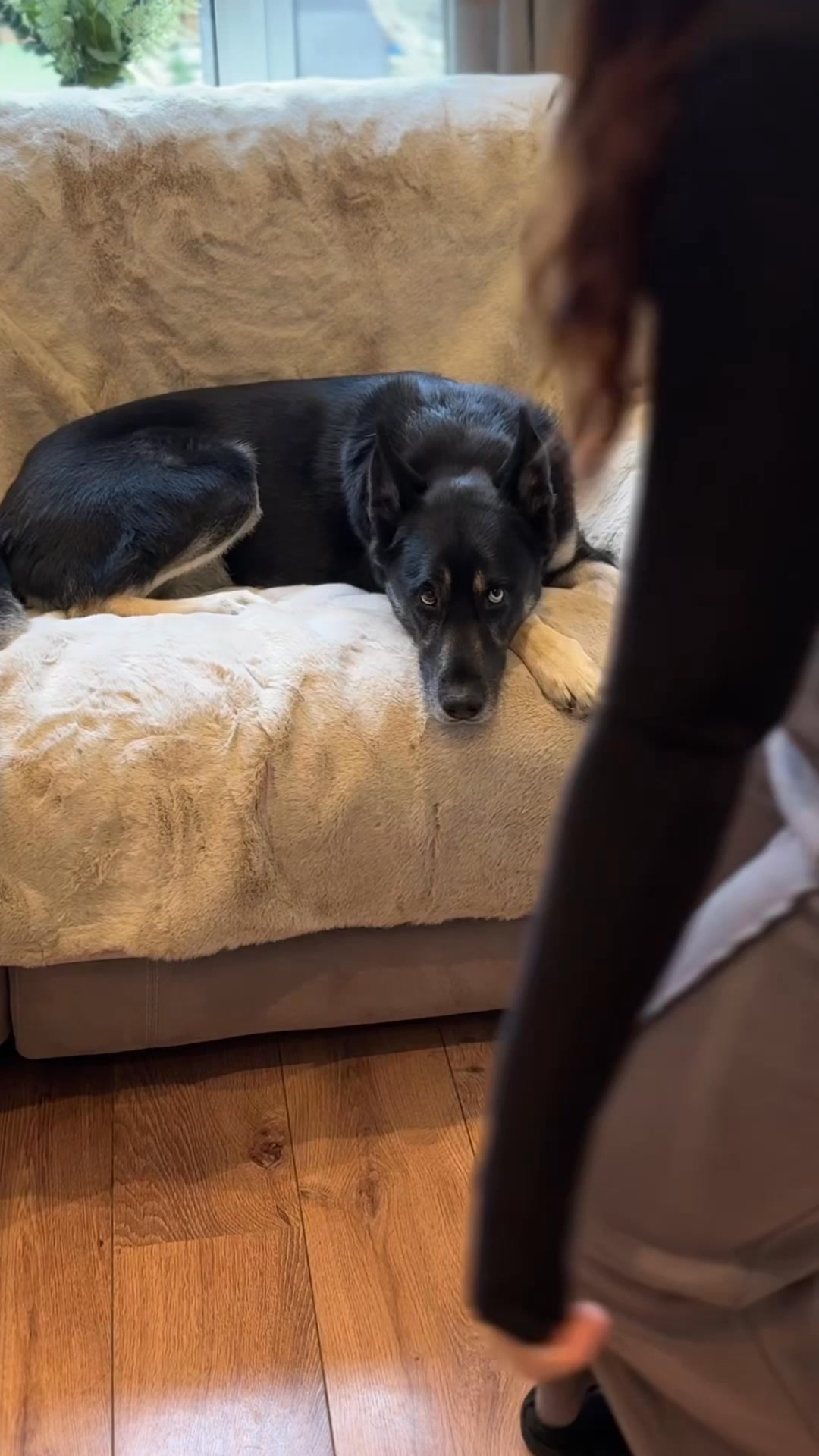 Pet-Proof Protection