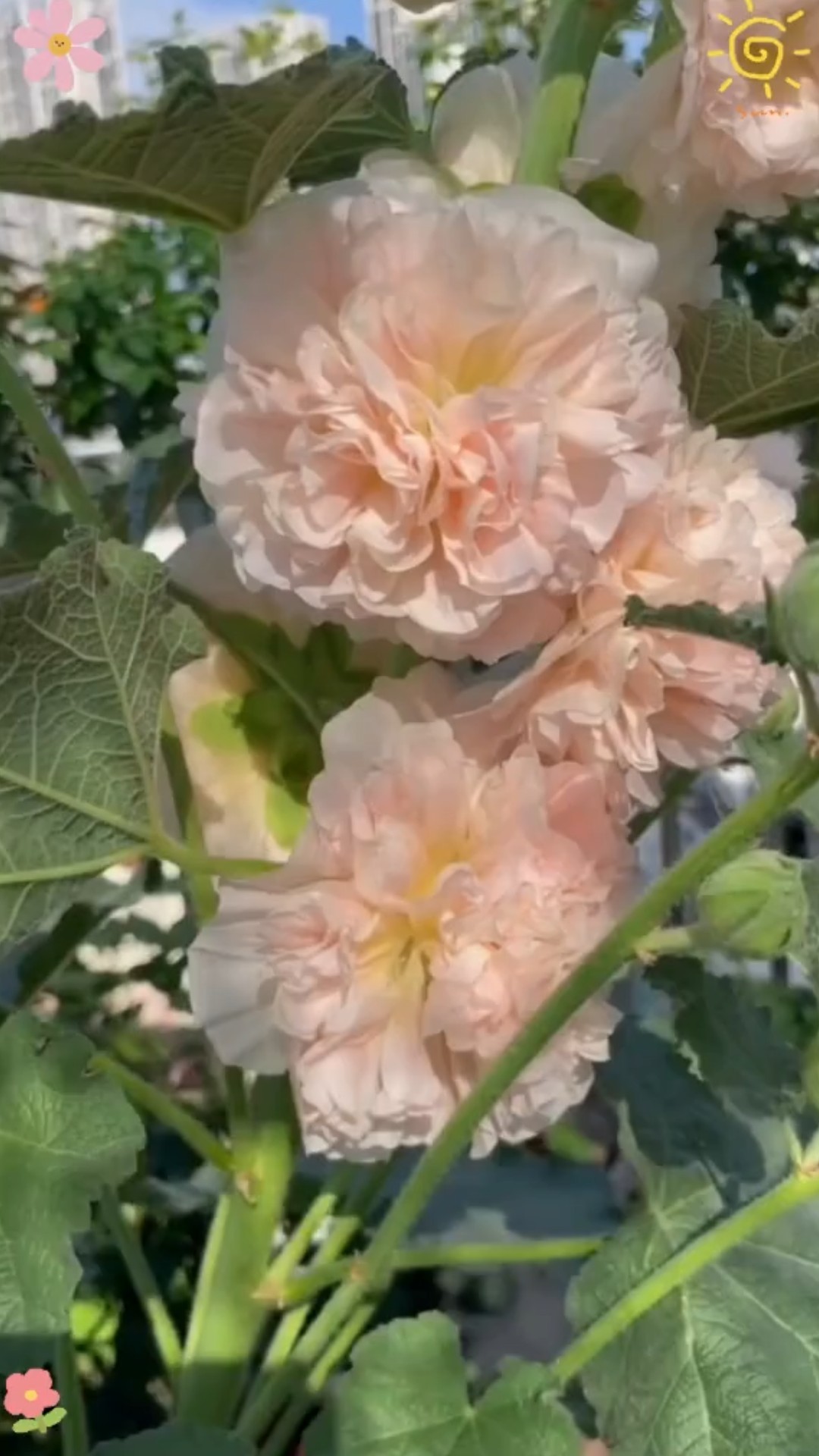 Hollyhock Blooms for Autumn Joy