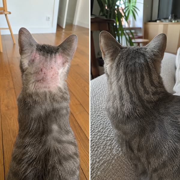 On m'a dit pendant 14 mois que mon chat avait des puces cachées. Il en a jamais eu une seule.