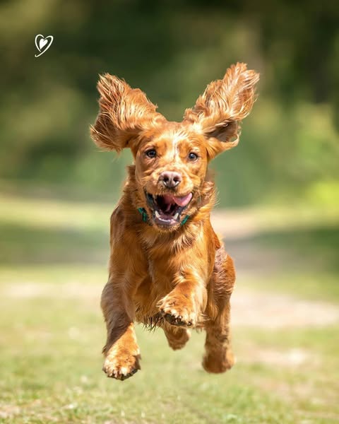 LACOVET - pet beauty&care
