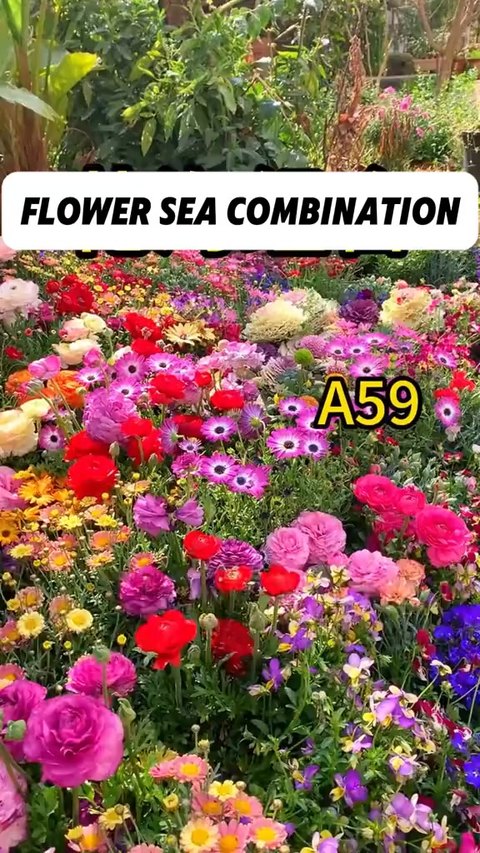 Perennial Mixed Flower Seeds — 30–60 Varieties